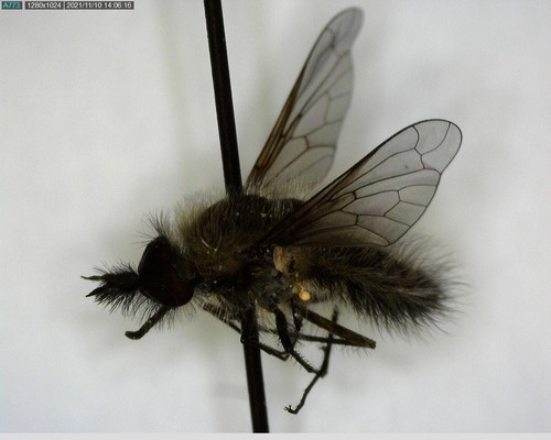 iNaturalist observation photo of Conophorus