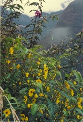 Chamaecrista glandulosa