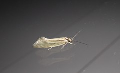 Tingena chloradelpha