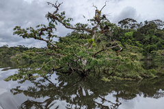 Macrolobium acaciifolium