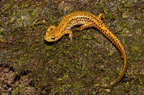 Dark-sided salamander