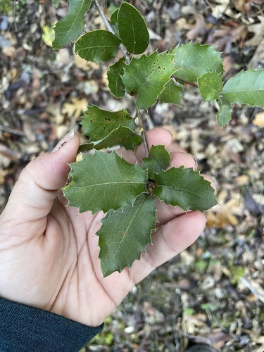 iNaturalist observation photo of canyon live oak