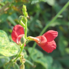 Macroptilium gibbosifolium