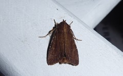 Ichneutica infensa