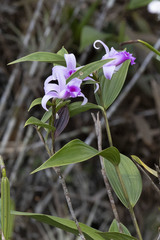 Sobralia decora