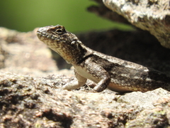 Tropidurus spinulosus