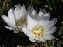 Gymnocalycium monvillei