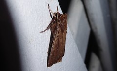 Ichneutica infensa