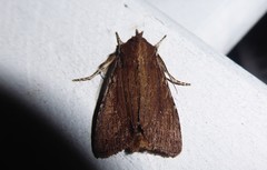 Ichneutica infensa