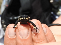 Melanophryniscus stelzneri