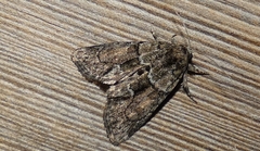 Cryphia fraudatricula