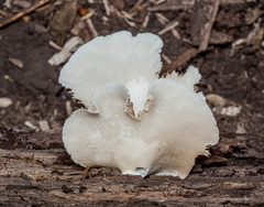 Crepidotus malachius