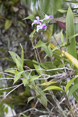 Sobralia decora