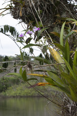 Sobralia decora