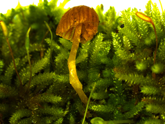 Conocybe exannulata