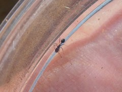 Monomorium venustum