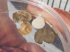 Anthyllis circinnata