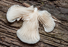Crepidotus malachius