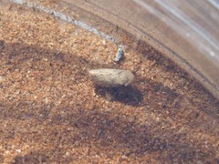 Cicadellidae