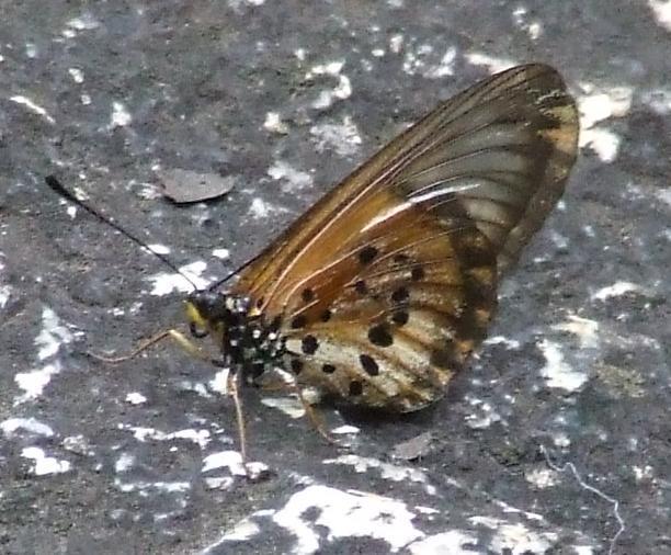 Acraea obeira