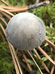 Mycena griseoviridis