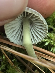 Mycena griseoviridis