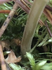 Mycena griseoviridis