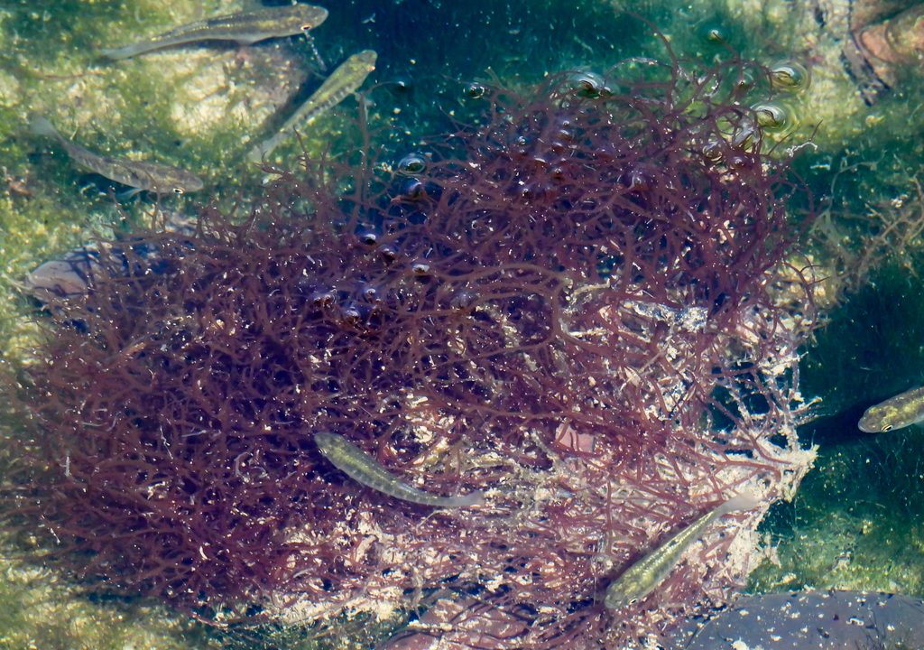 Gulf Killifish from 100 Gulf of Mexico Dr, Longboat Key, FL 34228, USA ...