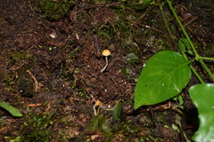 Conocybe exannulata