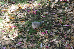 Streptopelia decaocto