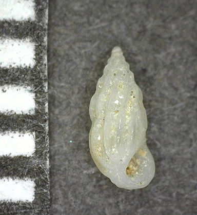 Schwartziella triticea observed 2018-03-14
