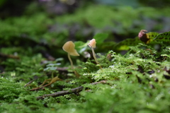 Conocybe exannulata