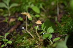 Conocybe exannulata