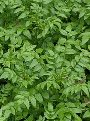 Nasturtium officinale