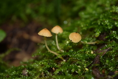 Conocybe exannulata