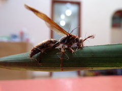 Ophiocordyceps humbertii