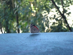 Diaethria clymena