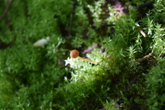 Conocybe exannulata