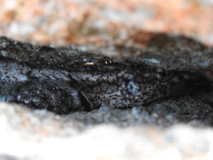 Tropidurus spinulosus