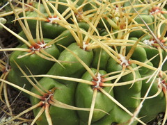 Gymnocalycium monvillei