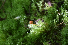 Conocybe exannulata