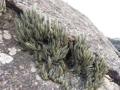 Tillandsia argentina