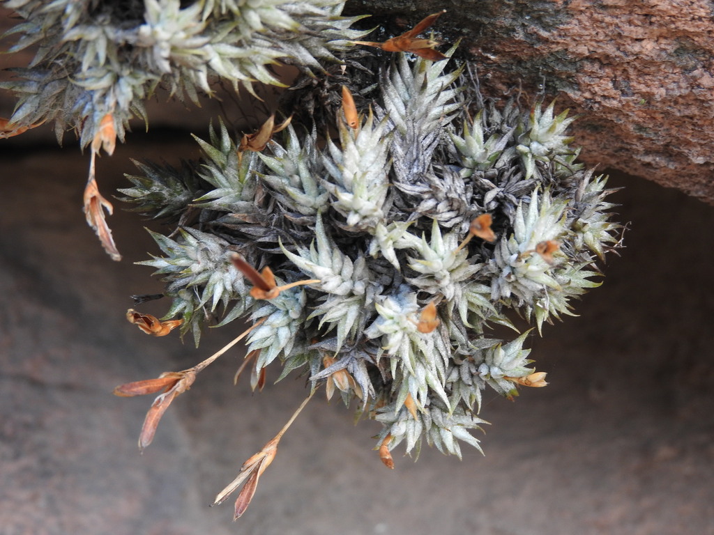 Tillandsia aizoides