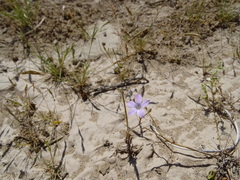 Polemoniaceae