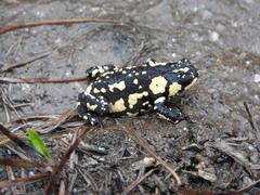 Melanophryniscus stelzneri