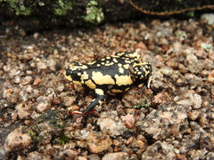 Melanophryniscus stelzneri