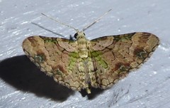 Chloroclystis sphragitis