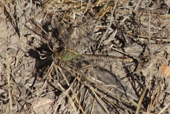 Erpetogomphus crotalinus