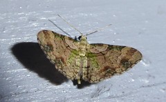 Chloroclystis sphragitis