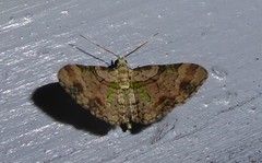 Chloroclystis sphragitis